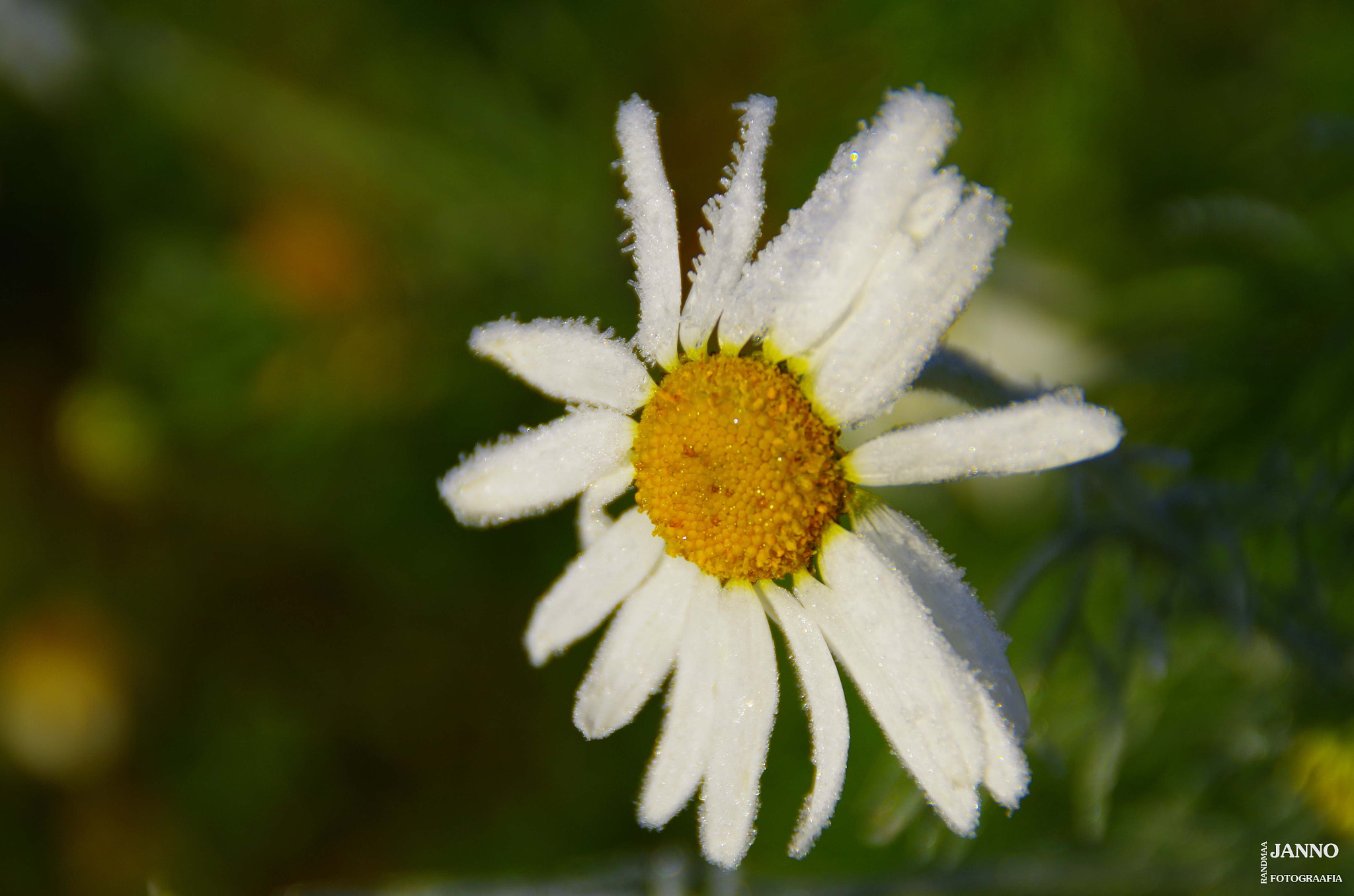 Tamron AF 18-200mm F3.5-6.3 XR Di II LD Aspherical (IF) Macro sample photo. Morning photography