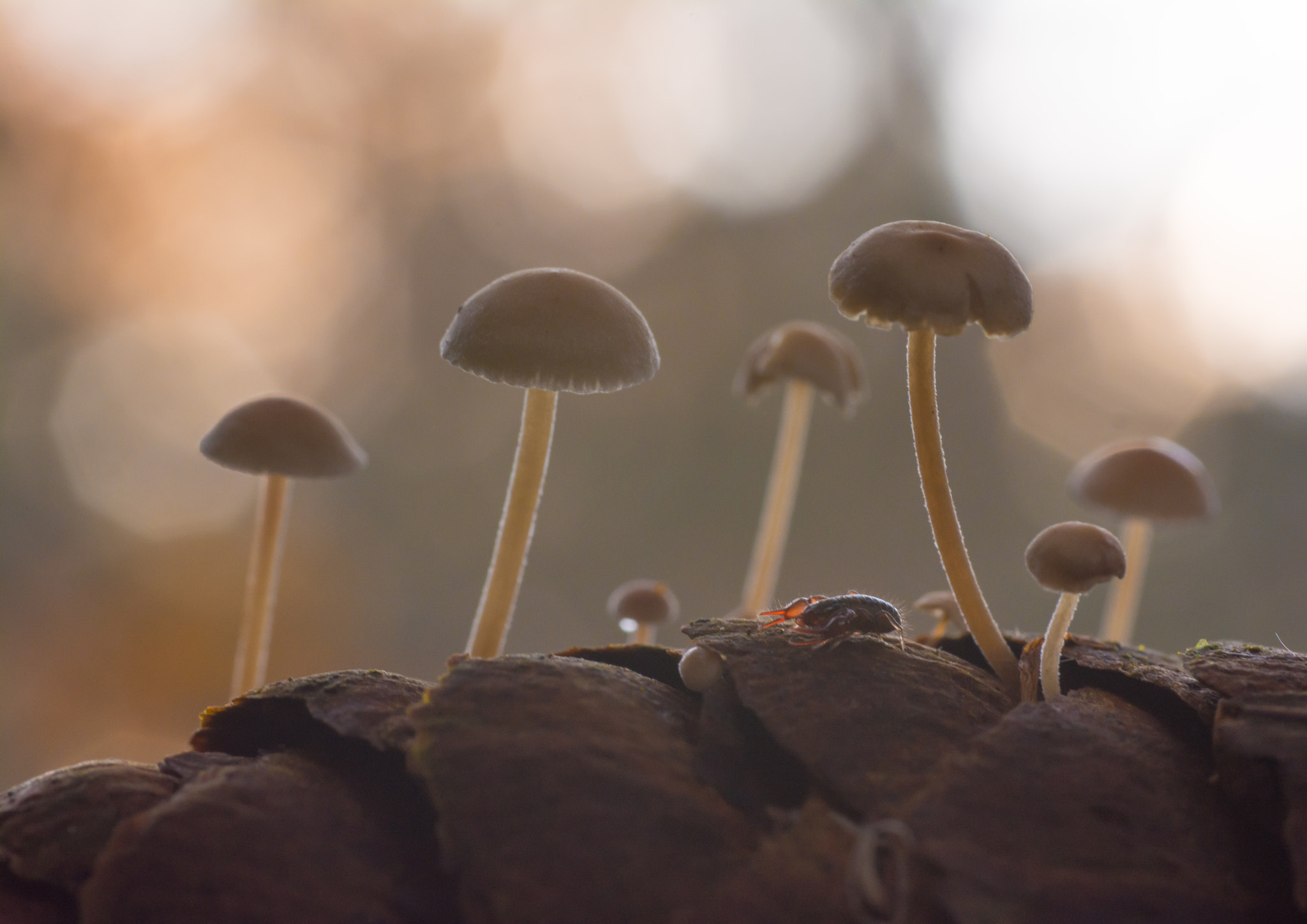 Nikon D5200 + Sigma 70mm F2.8 EX DG Macro sample photo. Tiny creature. photography