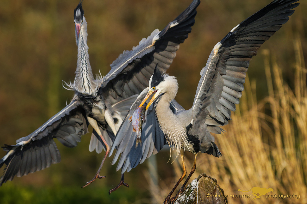 Canon EOS 70D + Canon EF 300mm F2.8L IS USM sample photo. Gray heron photography