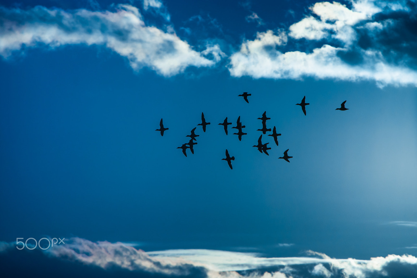 Sigma 150-500mm F5-6.3 DG OS HSM sample photo. Fly the blue world photography