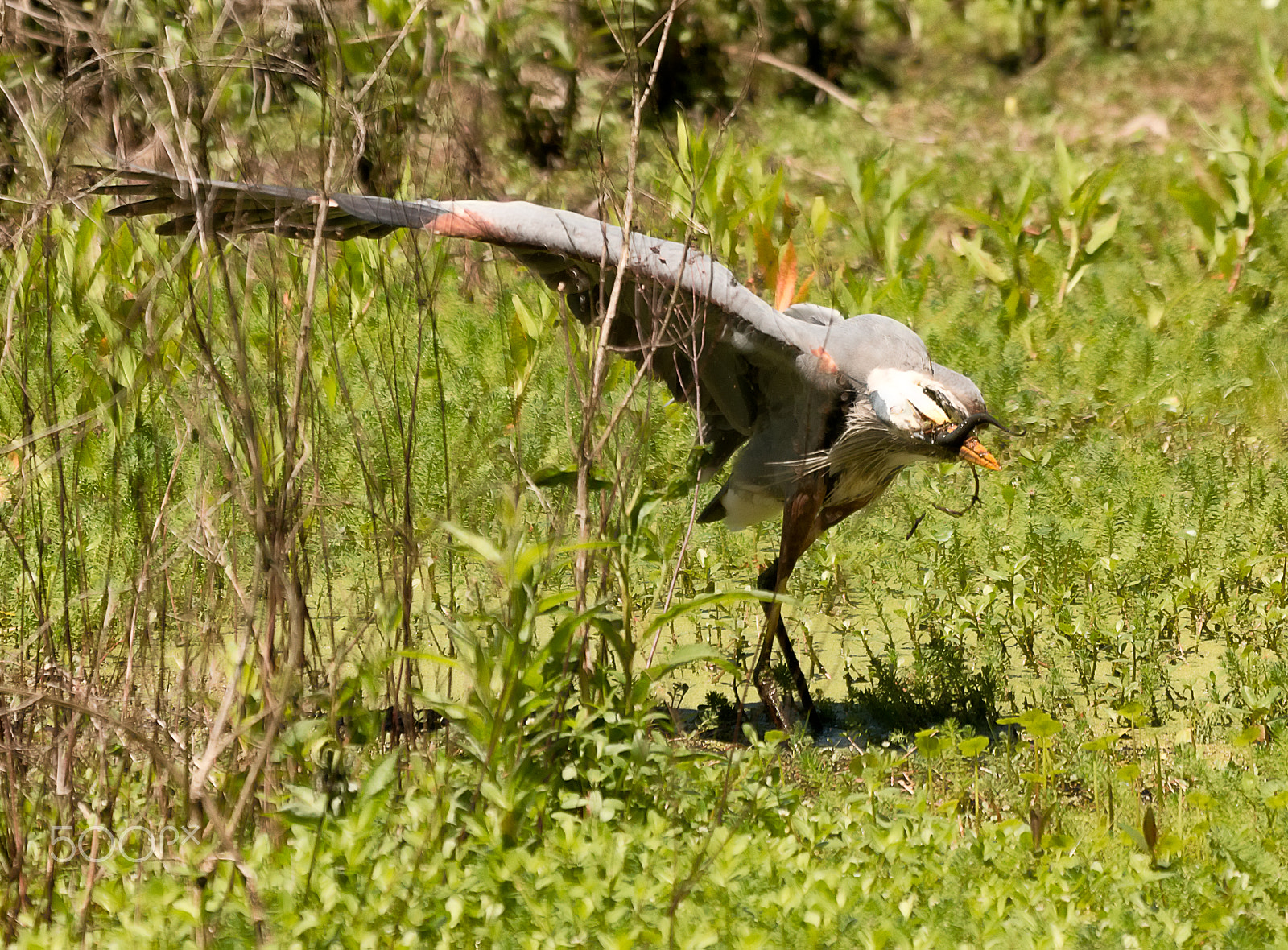 Sigma 50-500mm f/4-6.3 APO HSM EX sample photo. Great blue heron with snake in swamp photography