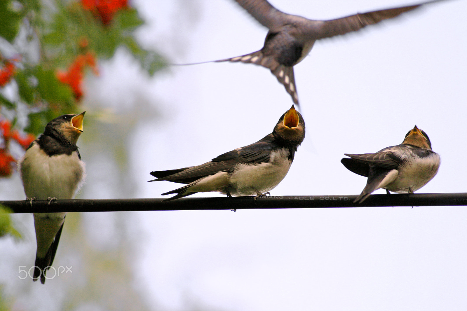 Canon EF 35-350mm F3.5-5.6L USM sample photo. Swallow feeding time photography