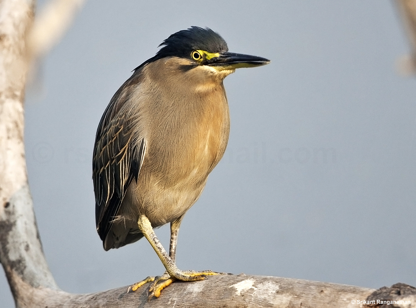 Canon EF 500mm F4L IS II USM sample photo. Green pond heron photography