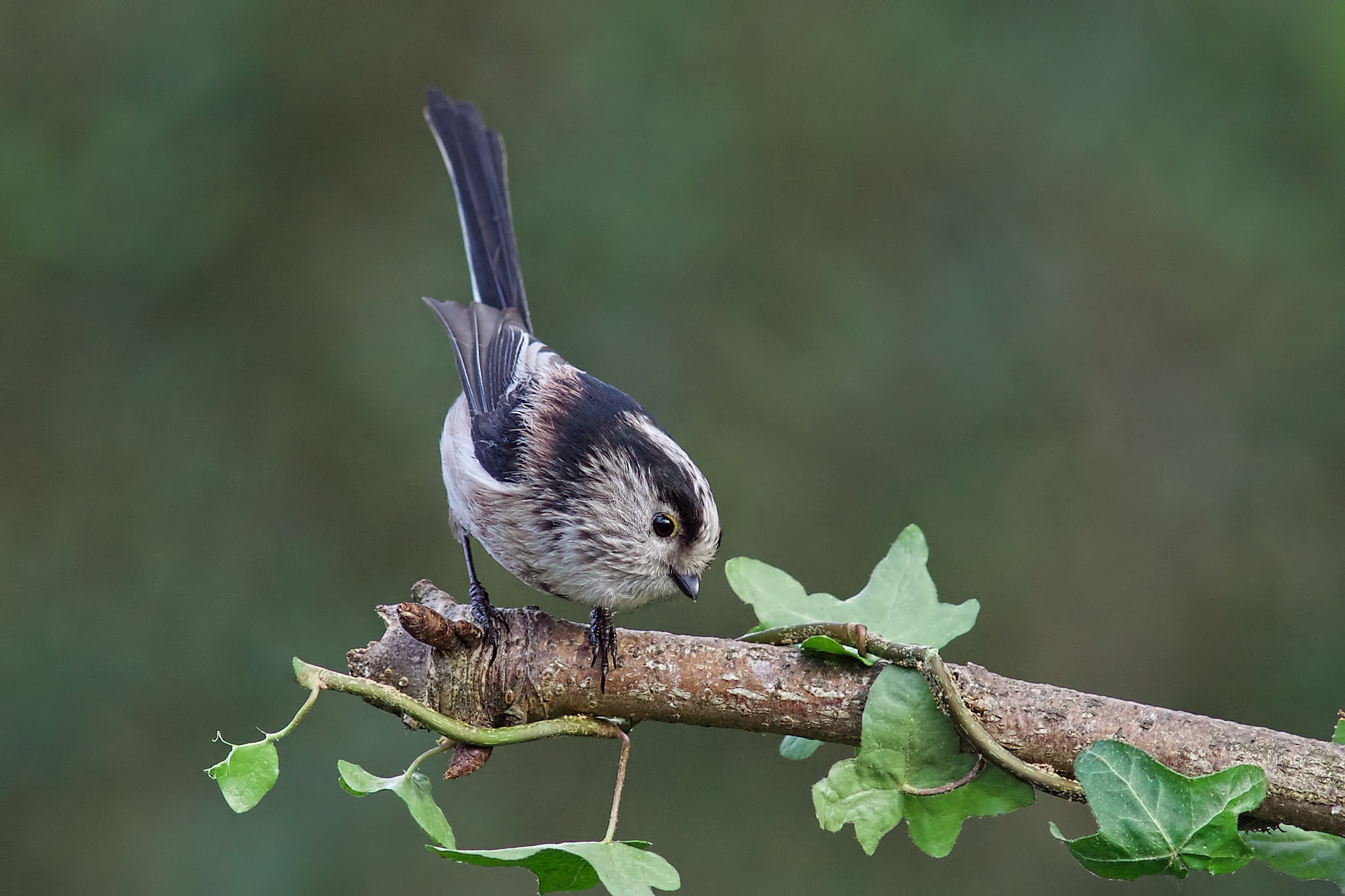 Sony a99 II sample photo. Long tailed tit photography