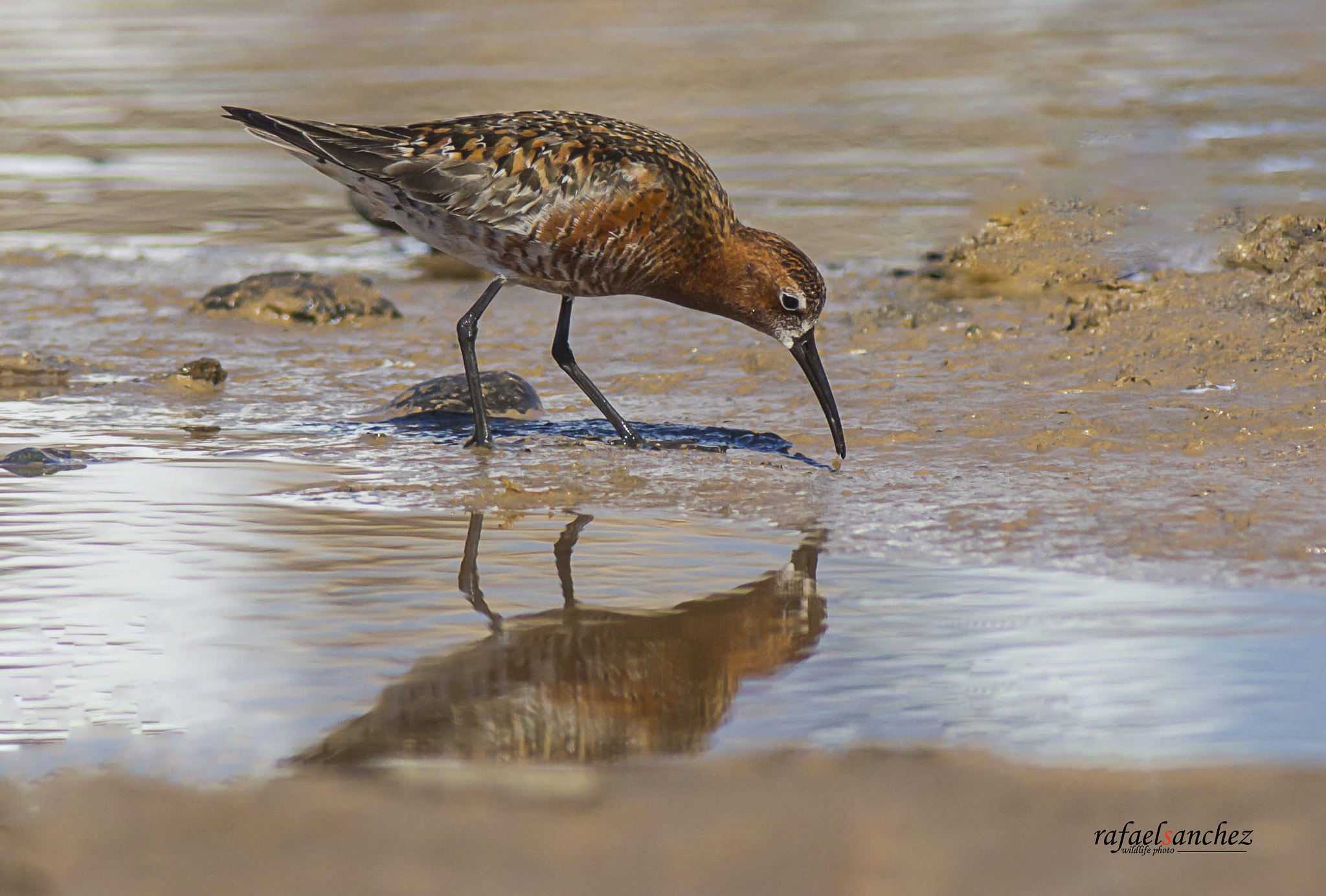 Canon EF 400mm F5.6L USM sample photo. Corregimos zarapitin - curlew sandpiper photography