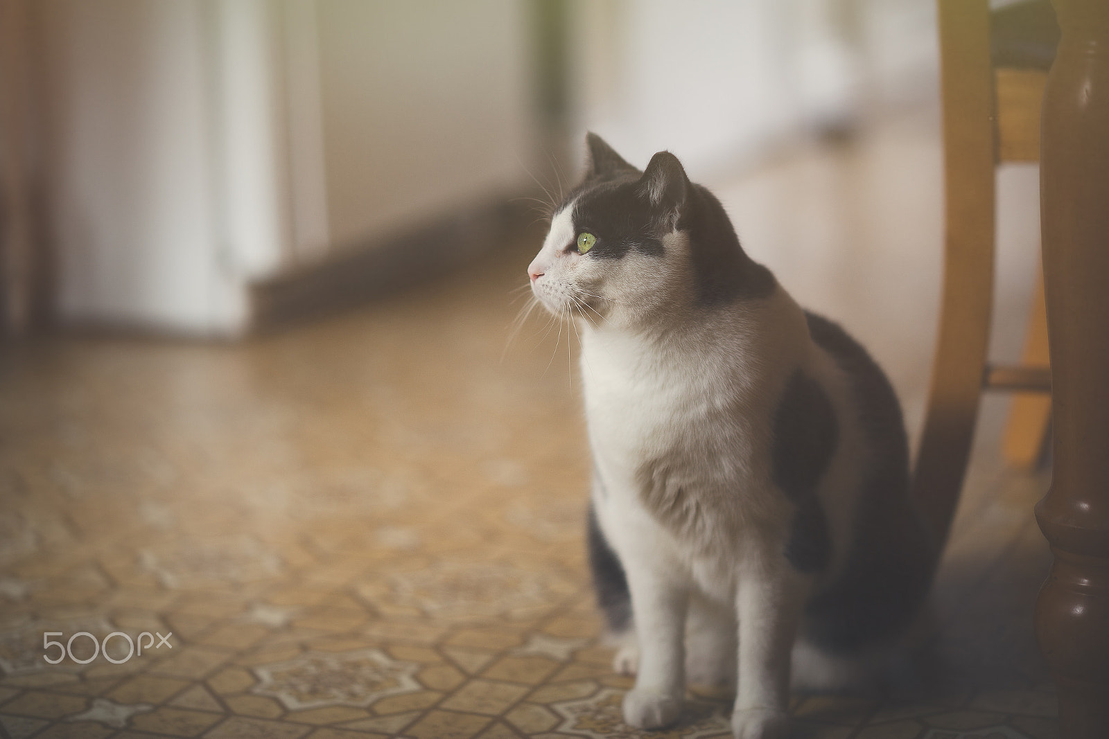 Canon EOS 6D + Zeiss Milvus 85mm f/1.4 sample photo. Counting whiskers (milvus 85mm f/1.4) photography