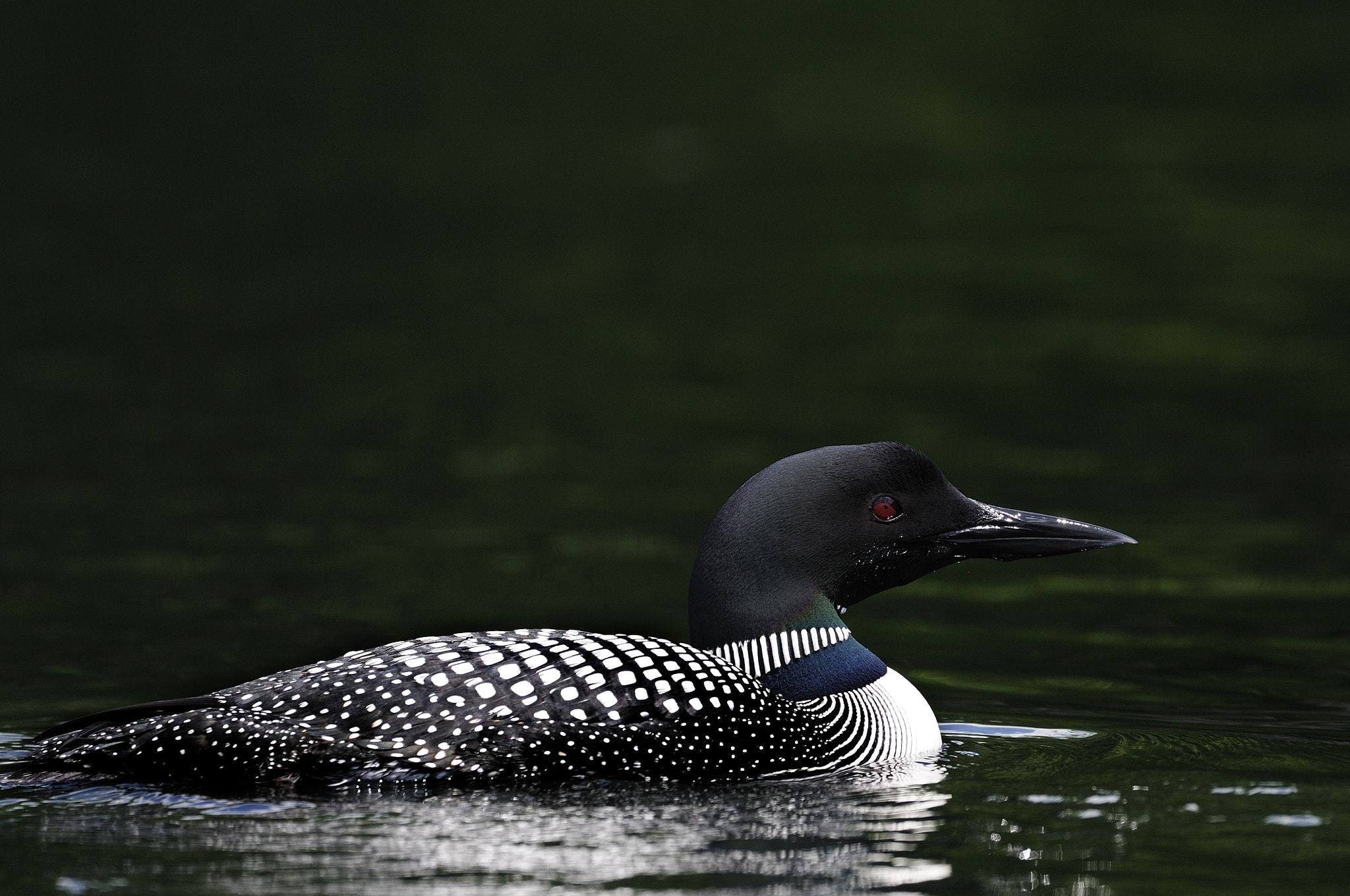 Nikon D300S + Nikon AF-S Nikkor 500mm F4G ED VR sample photo. Plongeon huard gavia immer great northern loon cld photography