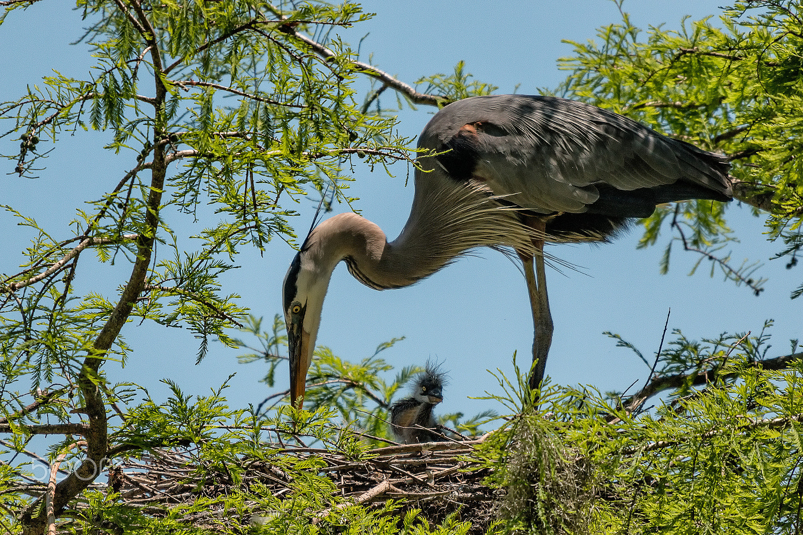 Sigma 50-500mm f/4-6.3 APO HSM EX sample photo. Great blue heron with just hatched chick photography