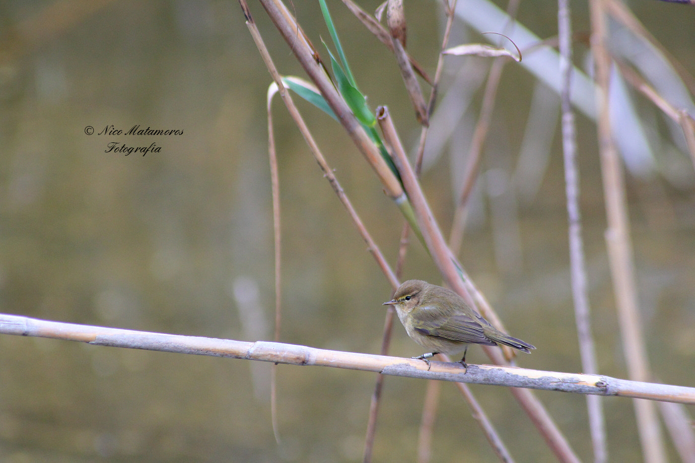 Canon EOS 60D + Canon EF 50mm f/1.8 sample photo. Mosquitero 2016 photography