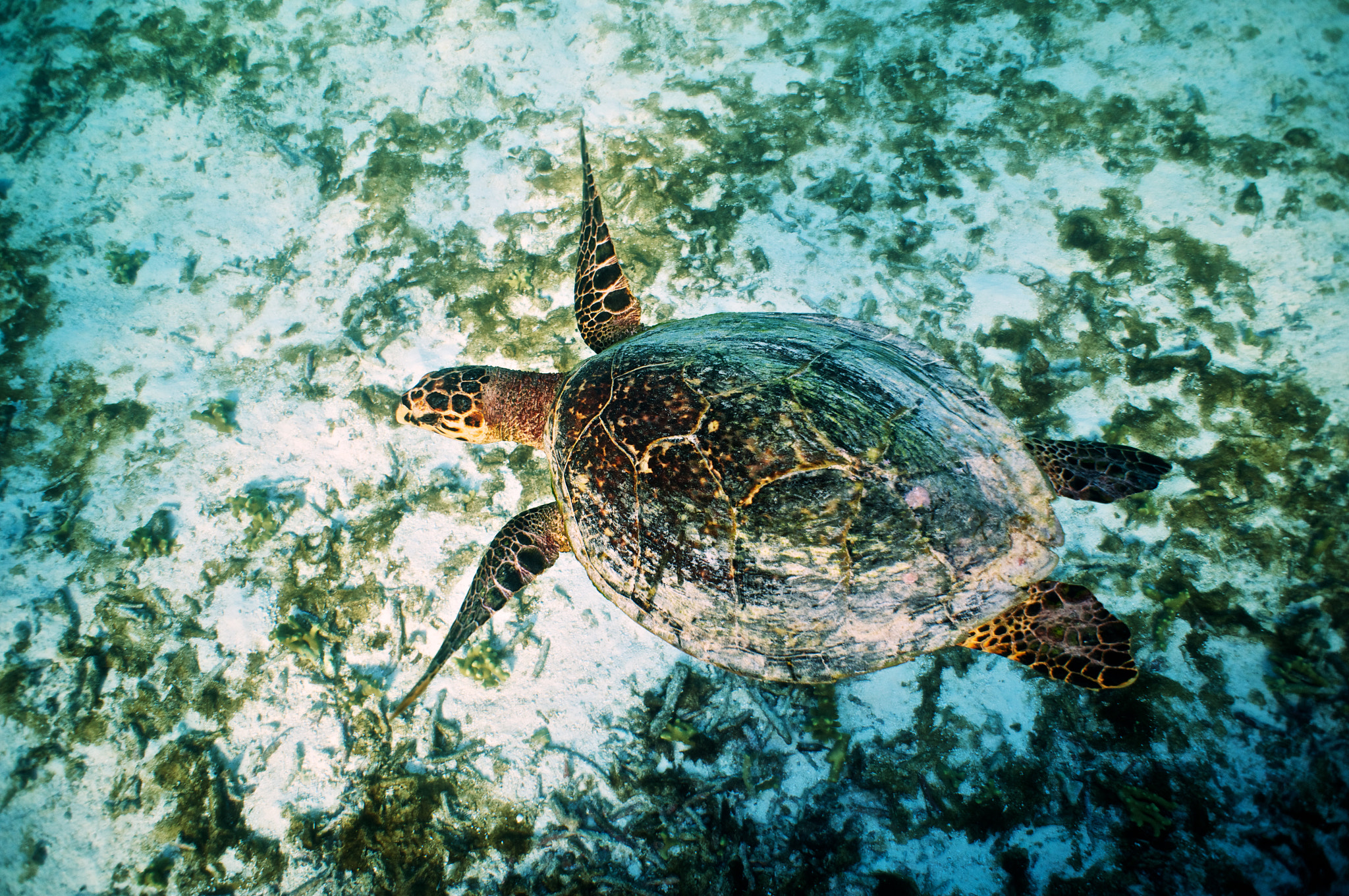Sony Alpha NEX-6 + Sony E 16mm F2.8 sample photo. Hawksbill sea turtle photography