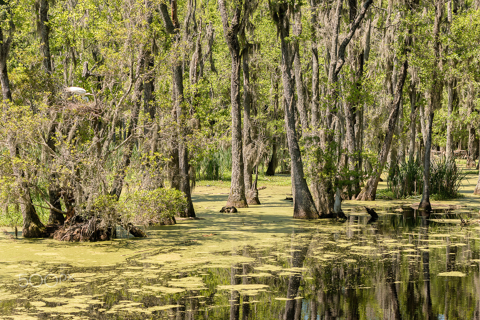 Sigma 50-500mm f/4-6.3 APO HSM EX sample photo. Audubon swamp garden photography