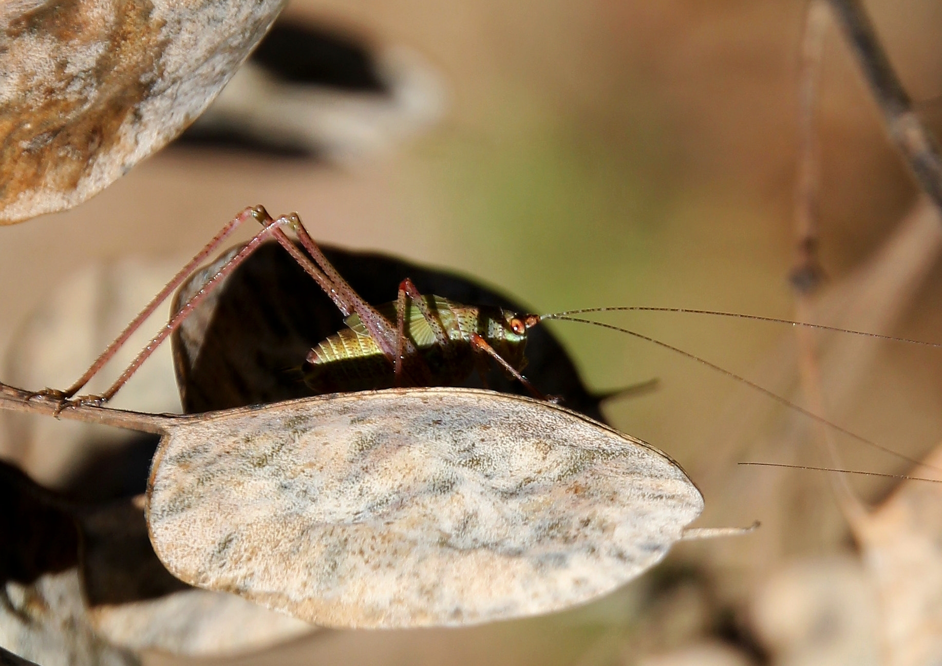 Canon EOS 550D (EOS Rebel T2i / EOS Kiss X4) + Canon 18-270mm sample photo. Grasshopper photography