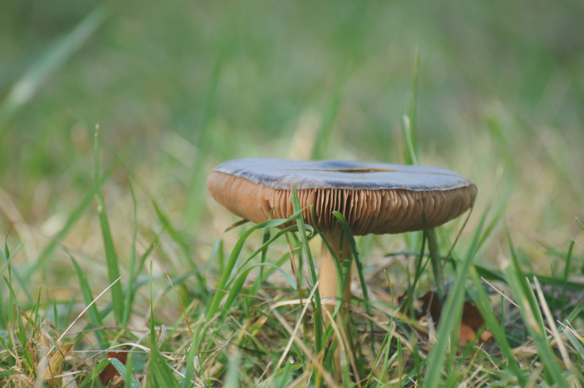 Sigma 70-300mm F4-5.6 DG Macro sample photo. [] photography