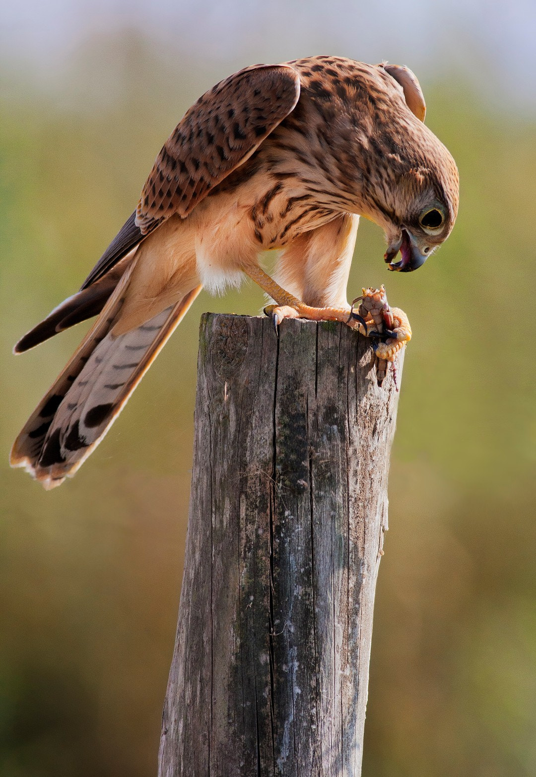 Canon EOS 40D + Canon EF 400mm F5.6L USM sample photo. Kestrel picnicking photography