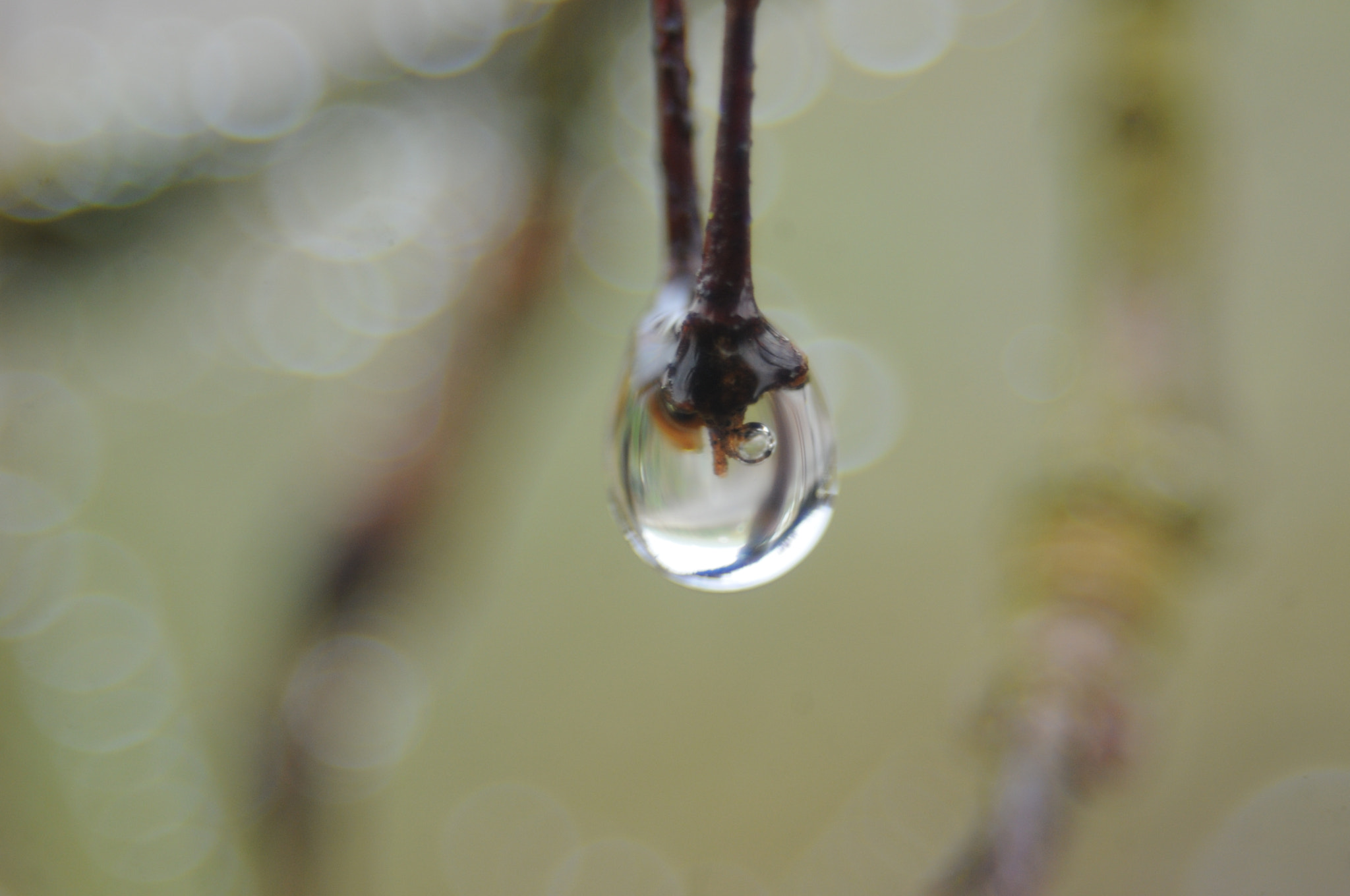 AF Zoom-Nikkor 35-80mm f/4-5.6D sample photo. [] photography