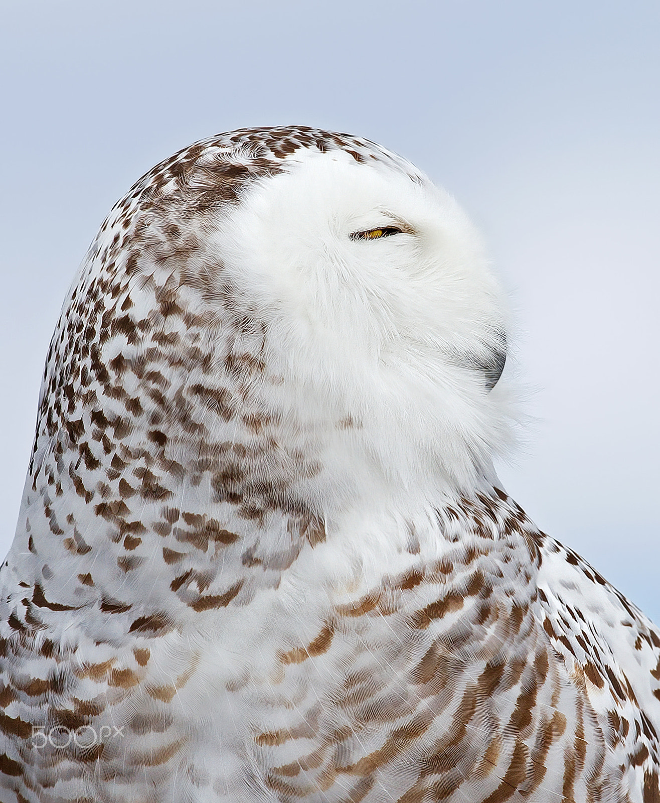 Canon EF 300mm F2.8L IS II USM sample photo. Snowy owl profile photography