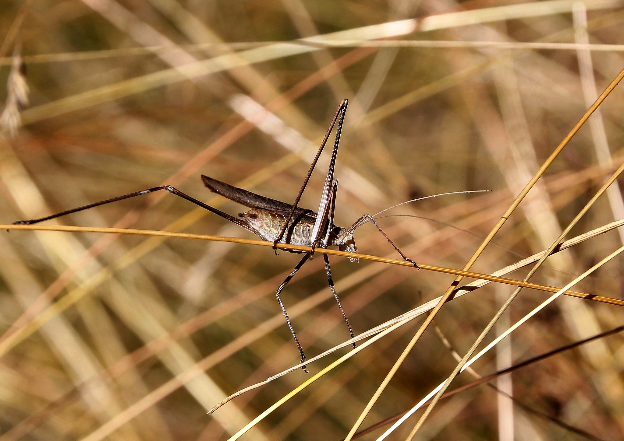 Canon EOS 550D (EOS Rebel T2i / EOS Kiss X4) + Canon 18-270mm sample photo. Grasshopper photography