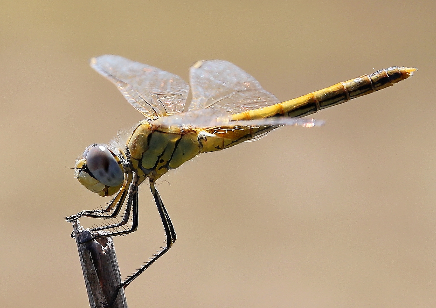 Canon EOS 550D (EOS Rebel T2i / EOS Kiss X4) + Canon 18-270mm sample photo. Dragonfly photography