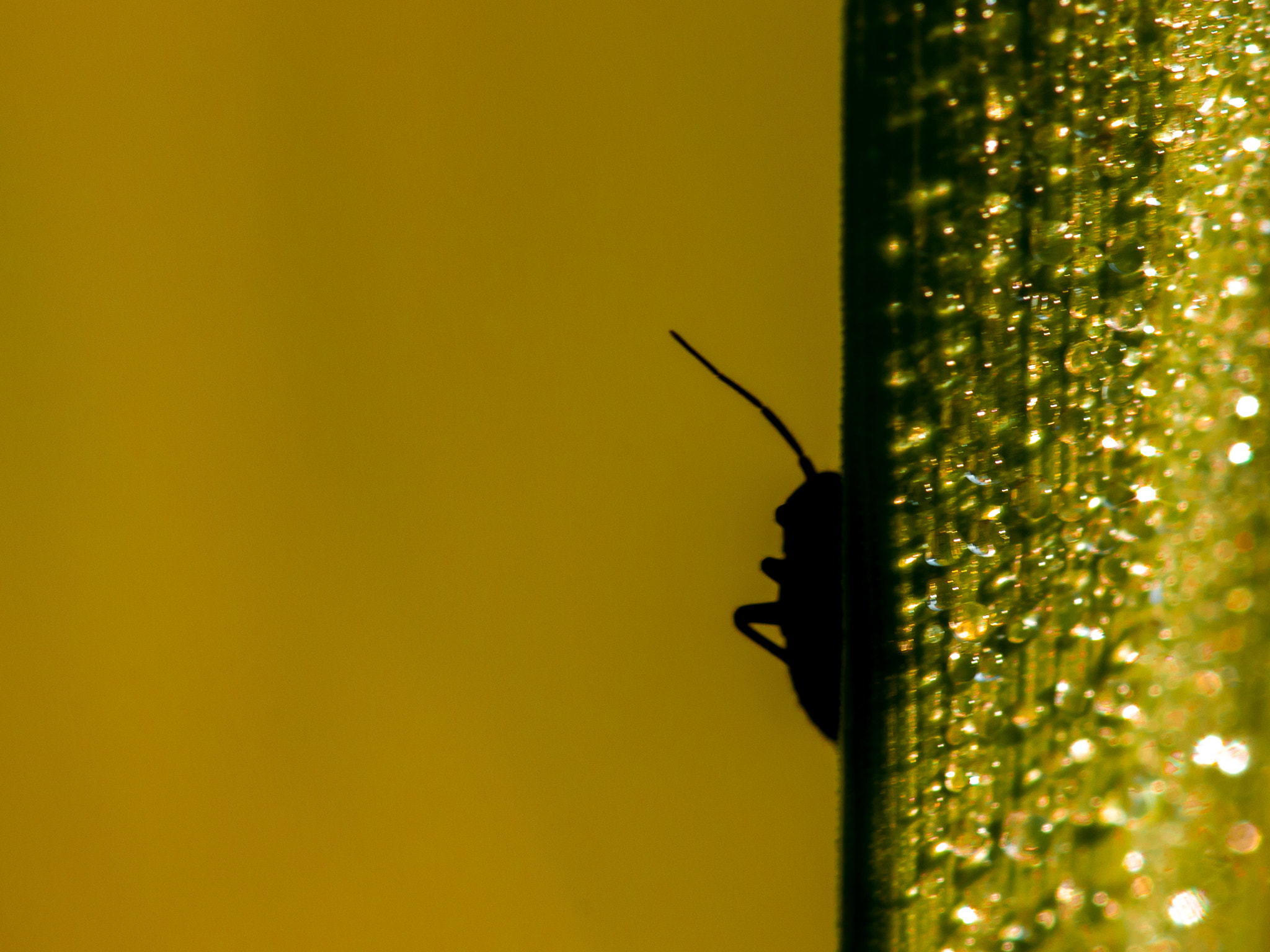 Canon EF 180mm F3.5L Macro USM sample photo. Hide-and-seek photography