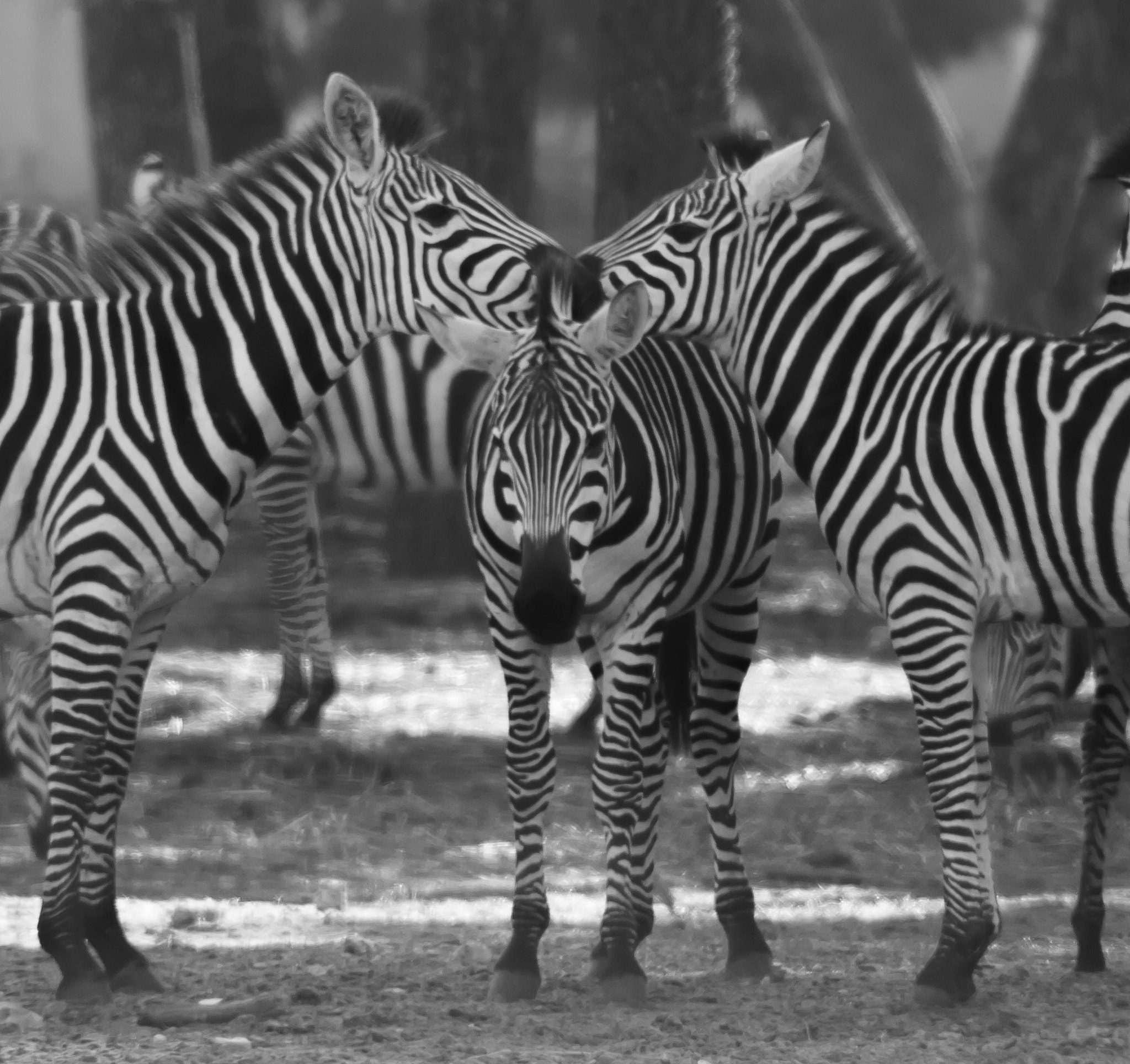 Canon EOS 450D (EOS Rebel XSi / EOS Kiss X2) sample photo. Kissing stripes photography
