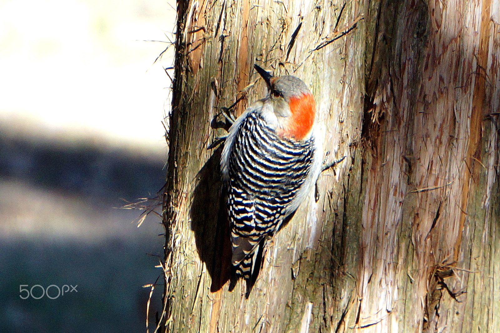 Sony Alpha a3000 + Sony E 55-210mm F4.5-6.3 OSS sample photo. Red-bellied woodpecker (female) photography