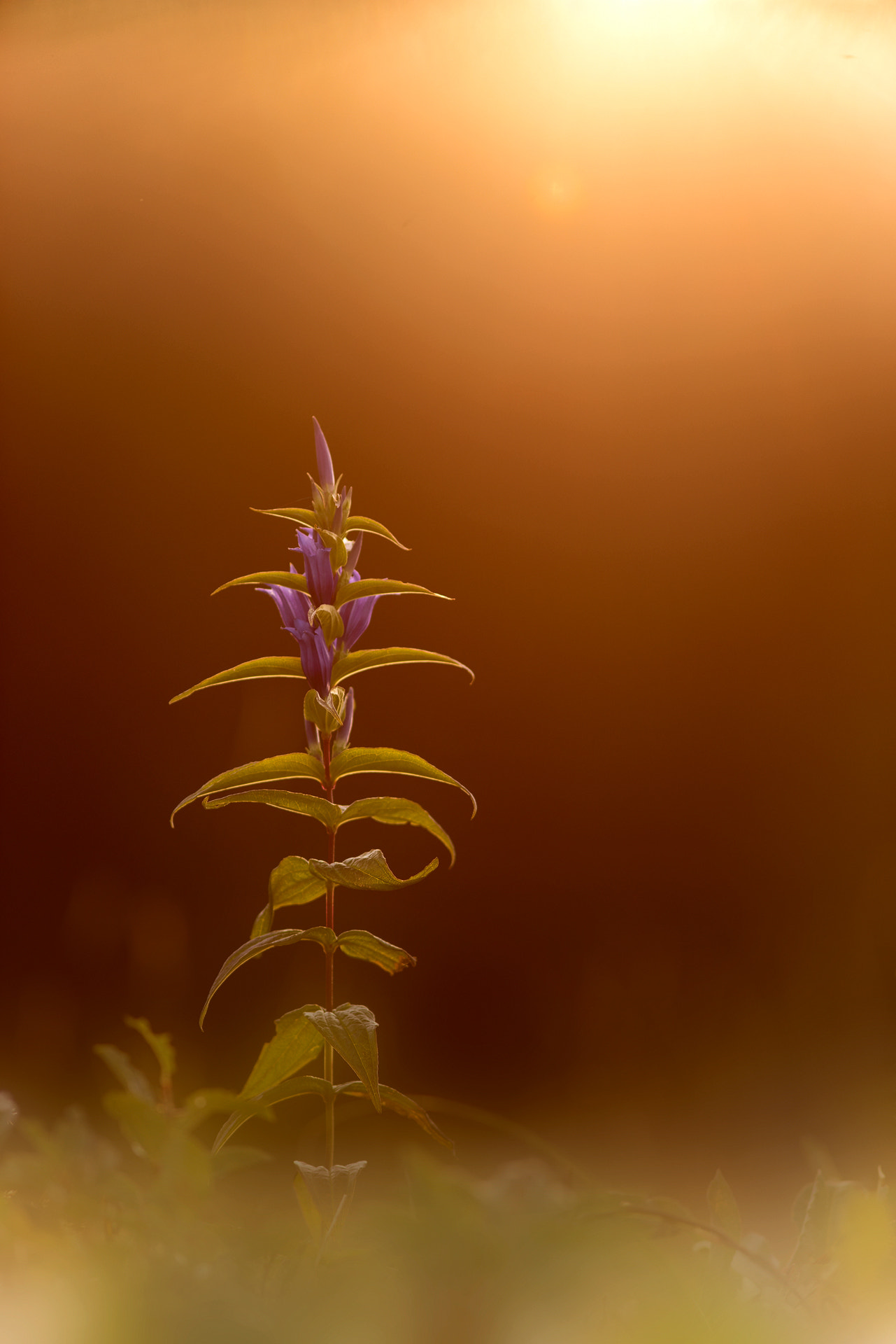 Minolta AF 28-85mm F3.5-4.5 New sample photo. Gentiana asclepiadea photography