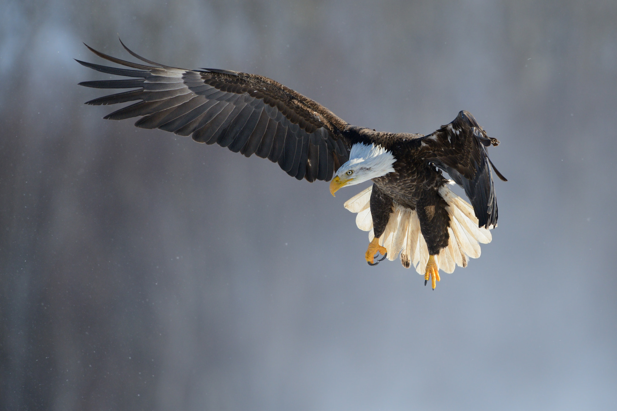 Nikon AF-S Nikkor 500mm F4D ED-IF II sample photo. Bald eagle photography