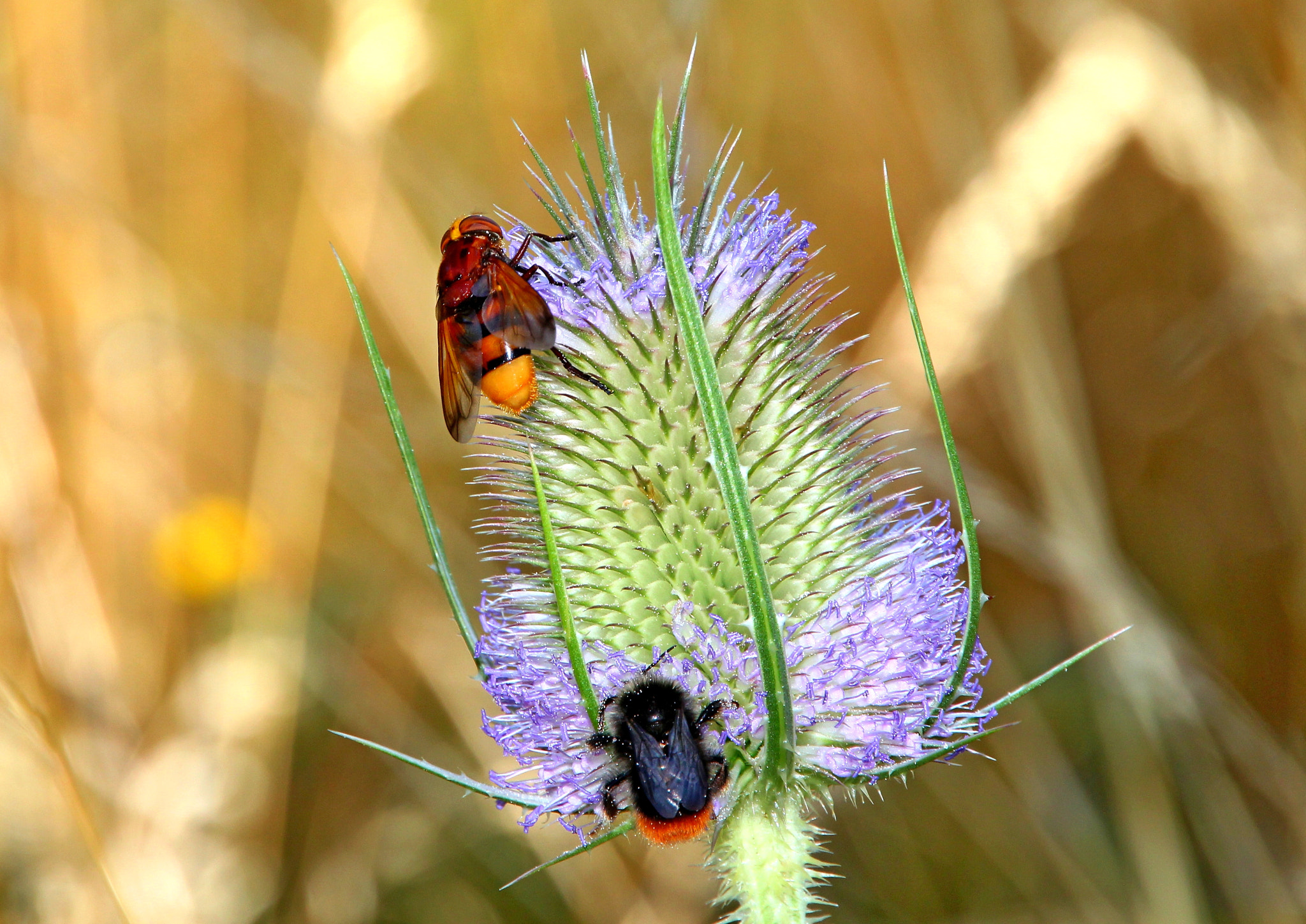 Canon EOS 550D (EOS Rebel T2i / EOS Kiss X4) + Canon 18-270mm sample photo. Syrphe &amp; bumblebee photography