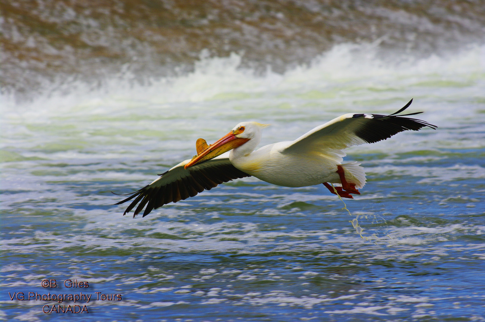 Pentax K20D + A Series Lens sample photo. Timing is everything! photography