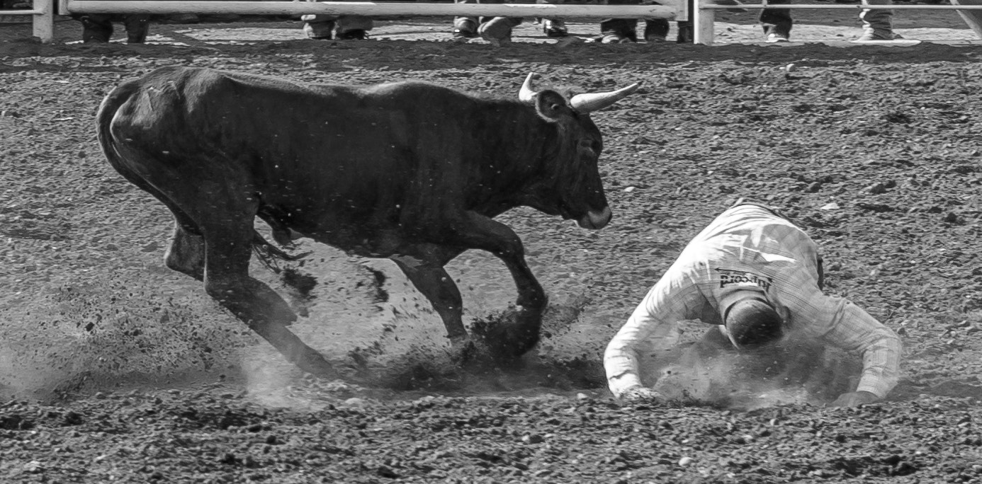 Sony a7 + Sony E 55-210mm F4.5-6.3 OSS sample photo. Charging bull photography
