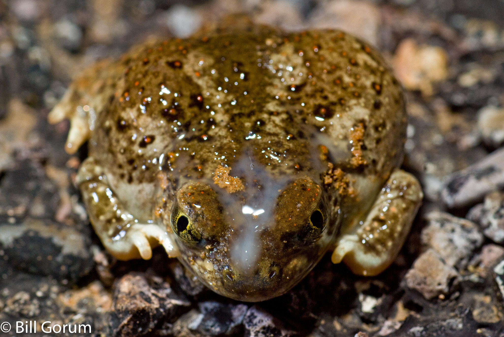Nikon D200 sample photo. Chihuahuan desert spadefoot, defensive display. photography