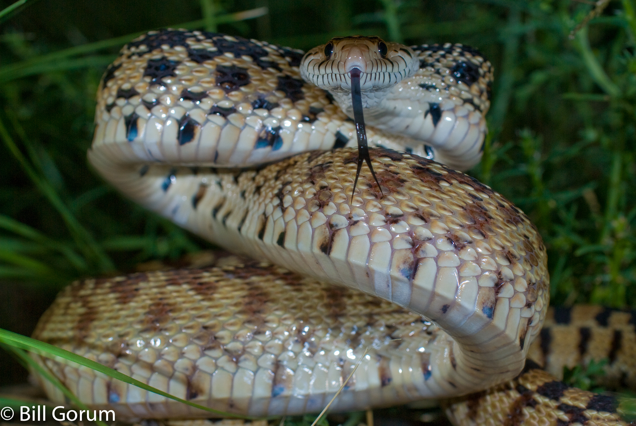Nikon D200 sample photo. Sonoran gopher snake defensive display. photography