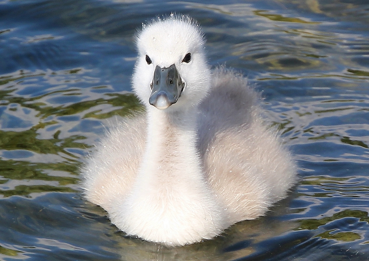 Canon EOS 550D (EOS Rebel T2i / EOS Kiss X4) + Canon 18-270mm sample photo. Little swan photography