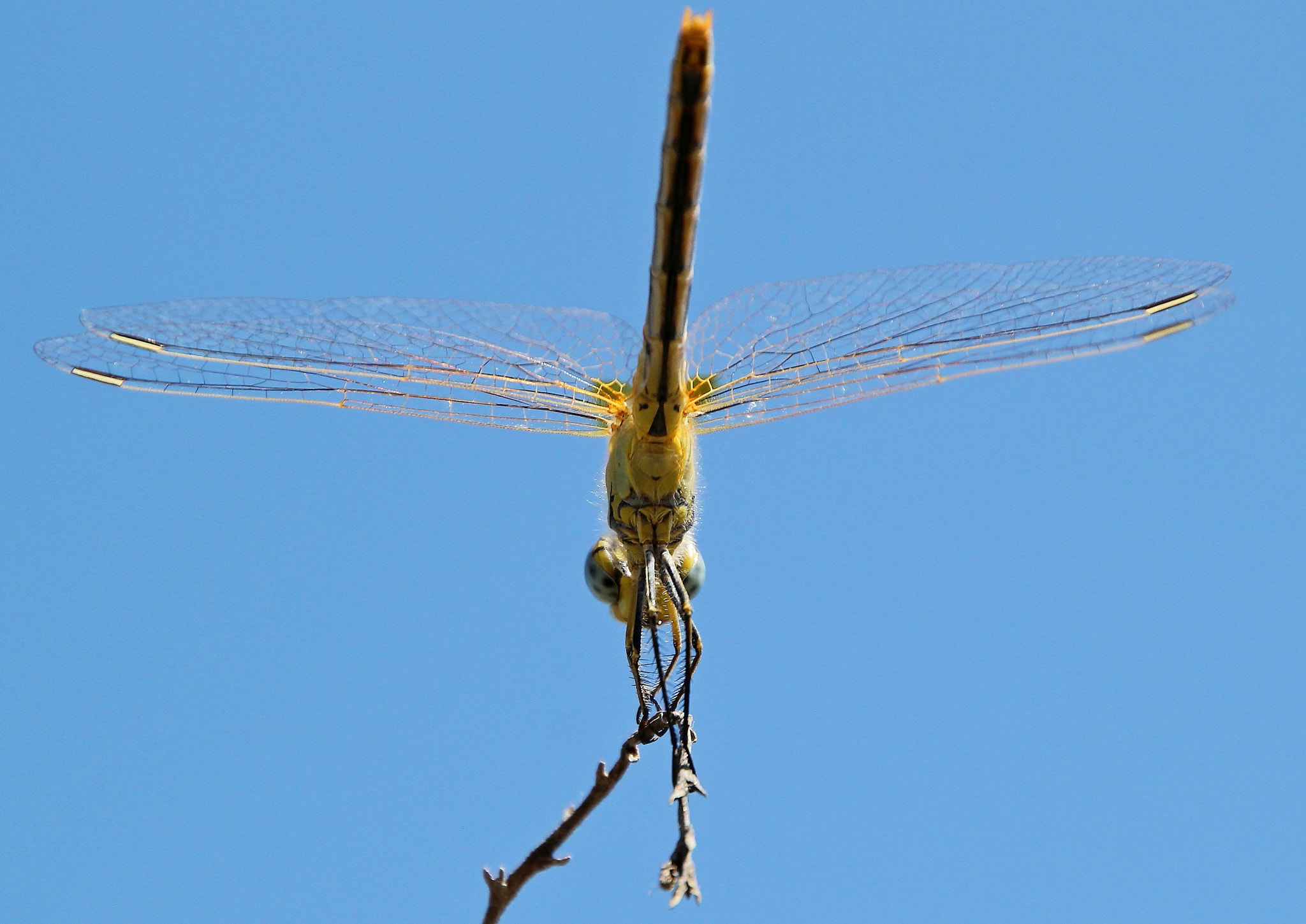 Canon EOS 550D (EOS Rebel T2i / EOS Kiss X4) + Canon 18-270mm sample photo. Dragonfly photography