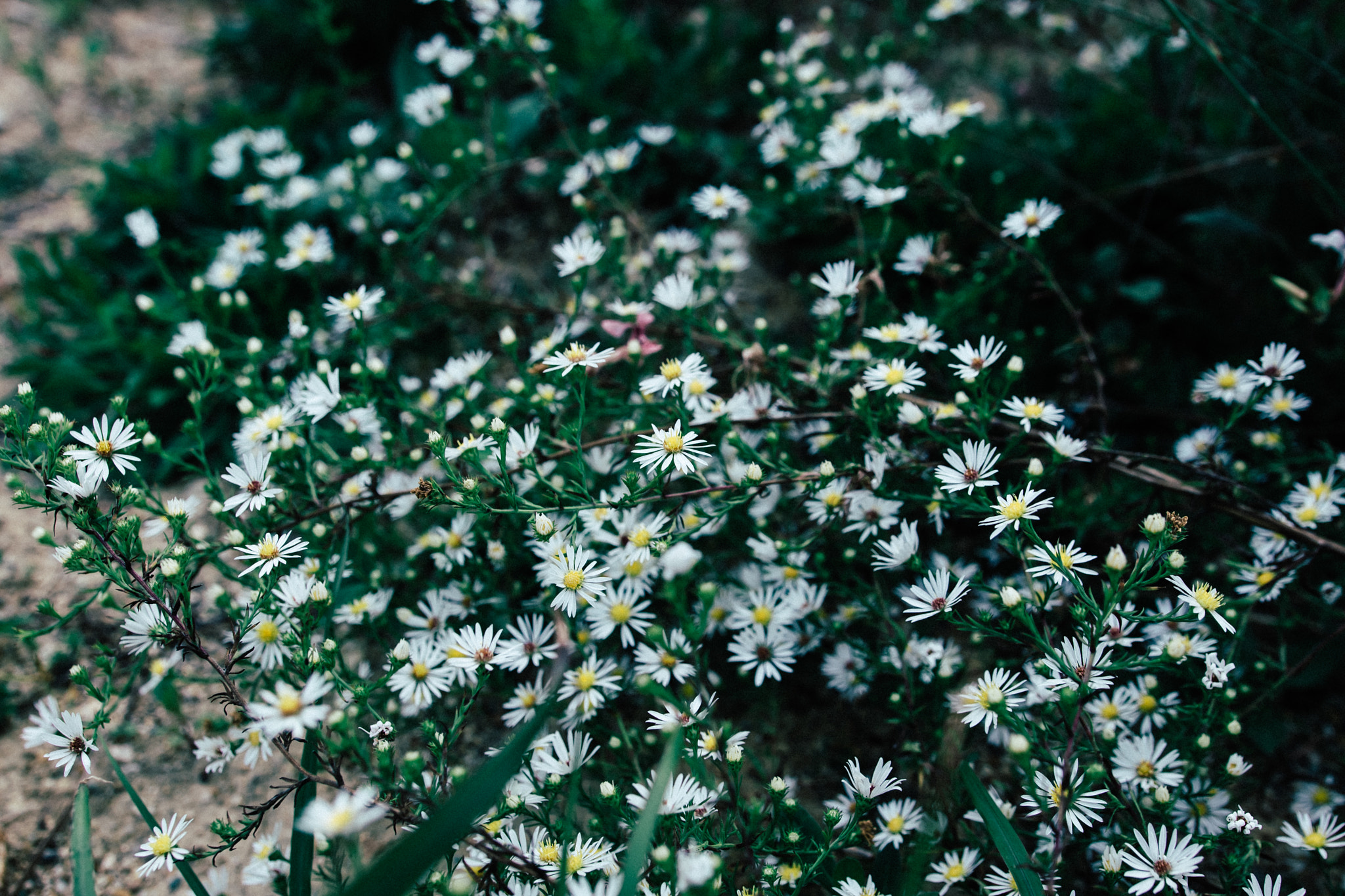 Nikon D800 + Sigma 18-35mm F1.8 DC HSM Art sample photo. Wild flowers photography