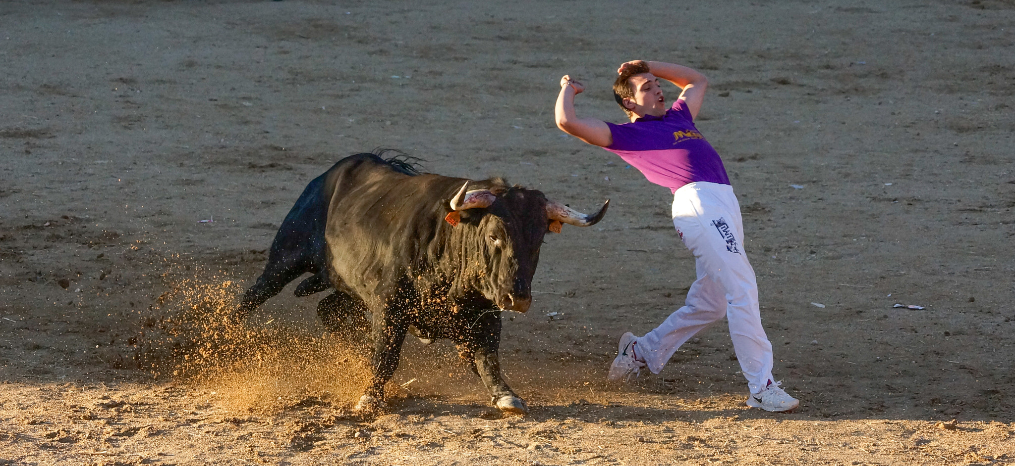 Sony SLT-A57 + Sony DT 55-200mm F4-5.6 SAM sample photo. Bullfighting cuts photography