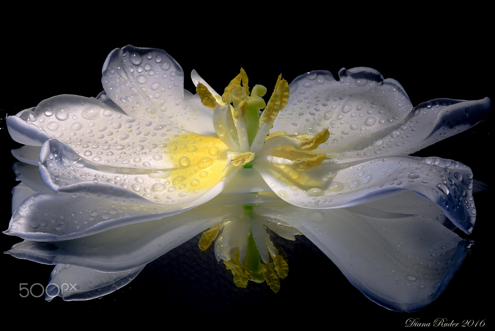 Canon EOS 6D + Canon EF 100mm F2.8 Macro USM sample photo. Spectacular tulp photography