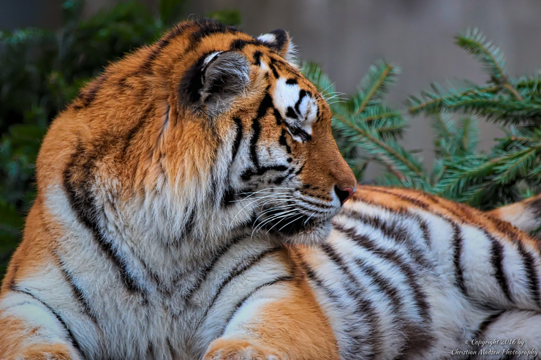 Canon EF 70-200mm F2.8L IS II USM sample photo. Amur tiger resting photography