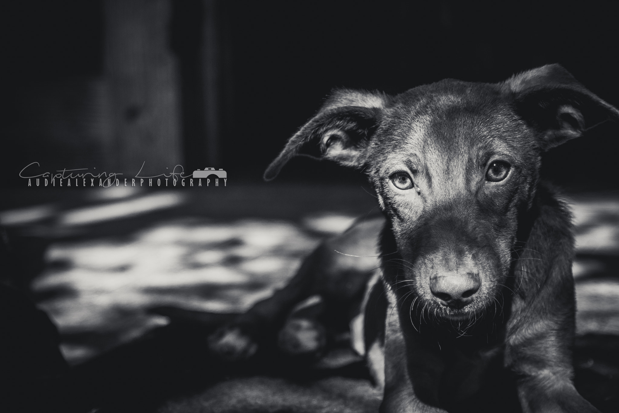Canon EF 28-105mm f/3.5-4.5 USM sample photo. Pup photography