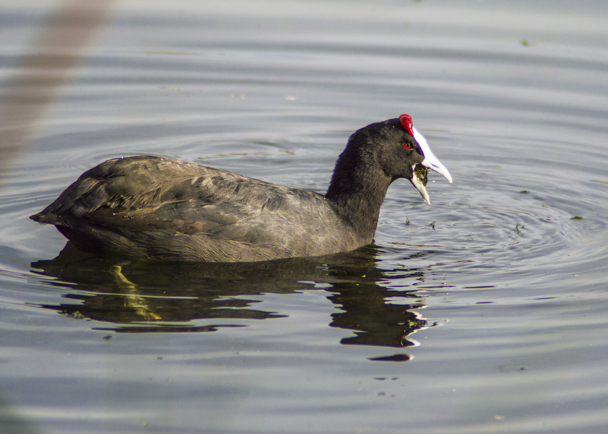 Tamron AF 200-400mm f/5.6 LD IF (75D) sample photo. Focha moruna (fulica atra) photography