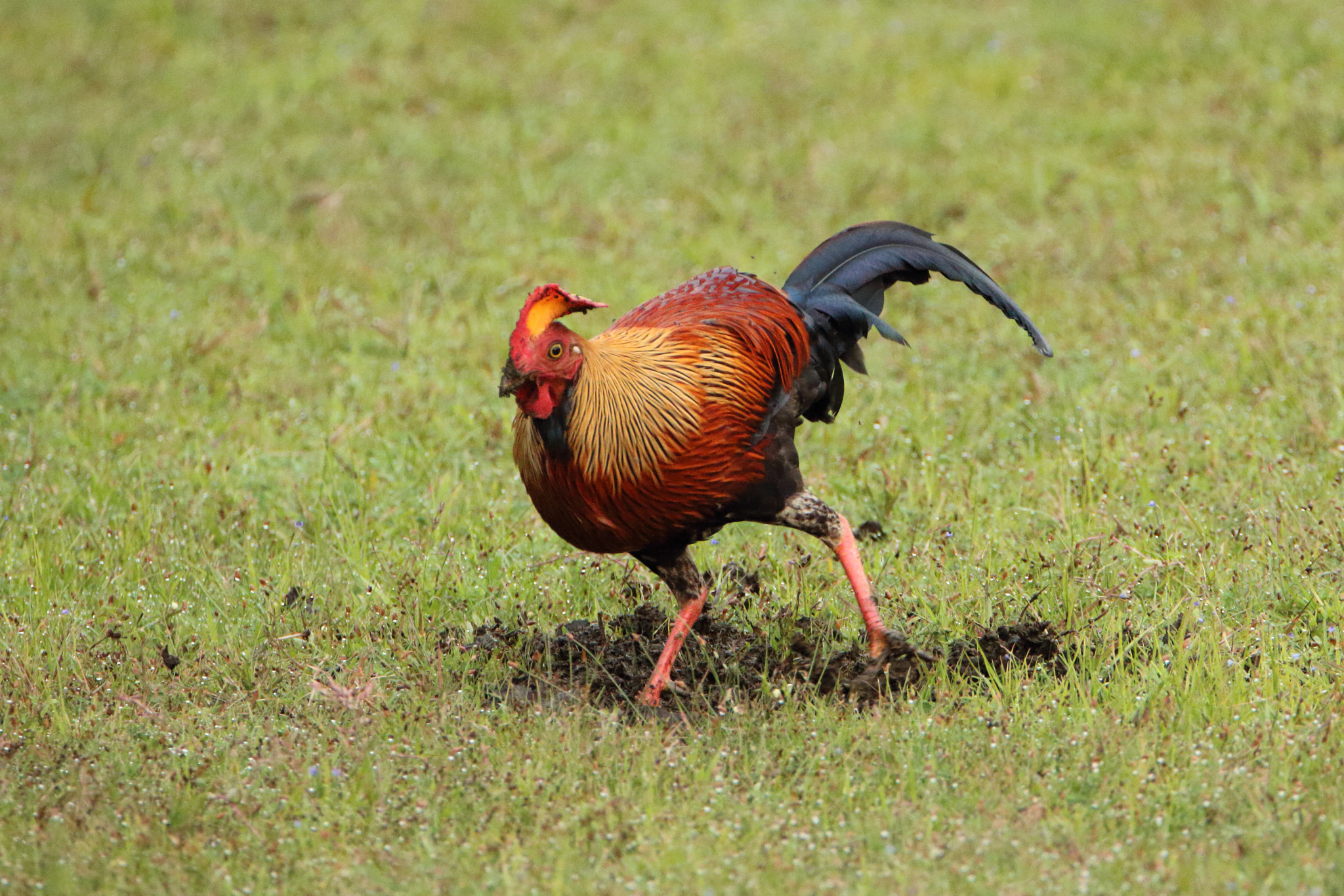 Tamron SP 150-600mm F5-6.3 Di VC USD sample photo. Sri lankan junglefowl photography
