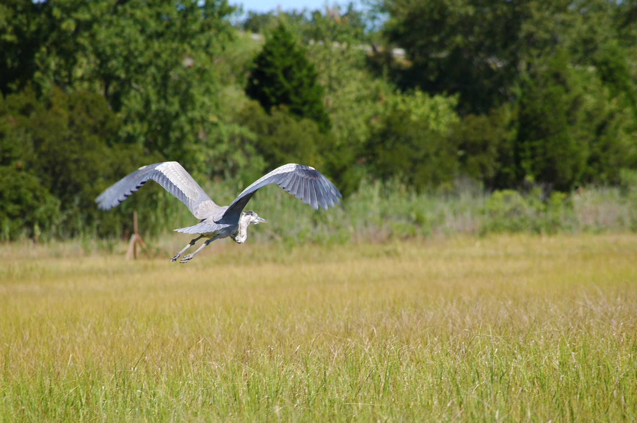 Nikon D70s sample photo. Heron in delaware photography