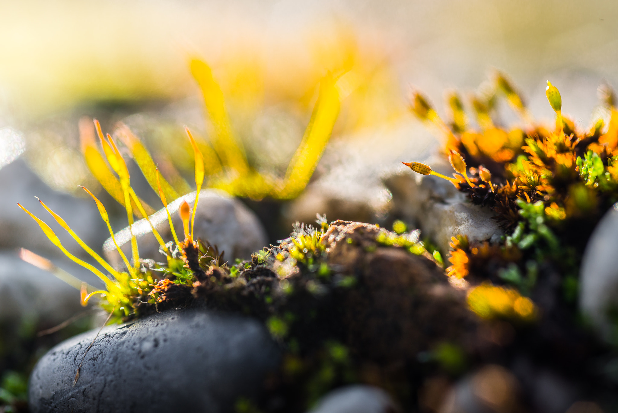 Nikon D800 + AF Micro-Nikkor 60mm f/2.8 sample photo. Wasted life photography