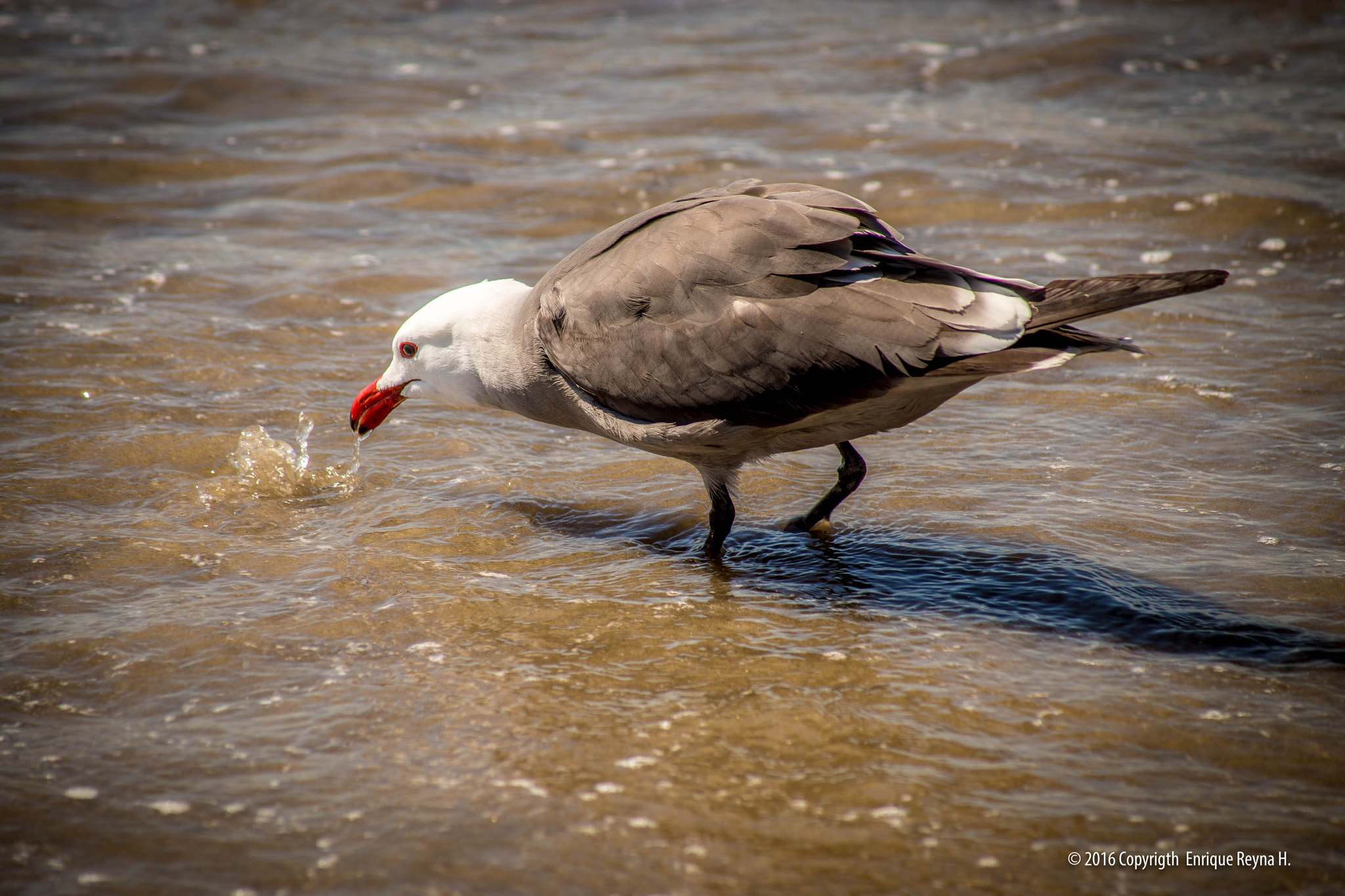 Sony 75-300mm F4.5-5.6 sample photo. Seagull photography