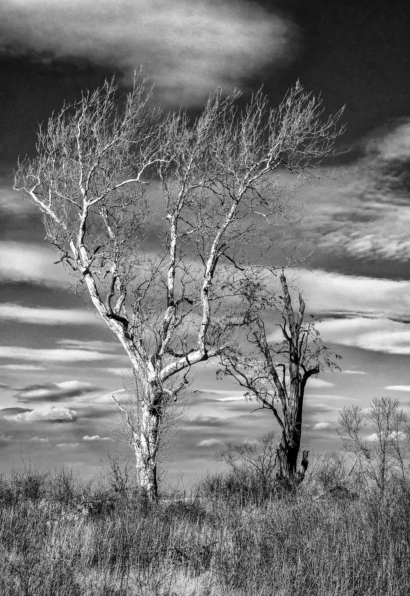 Sony Alpha DSLR-A500 sample photo. Two trees in a field-black and white photography