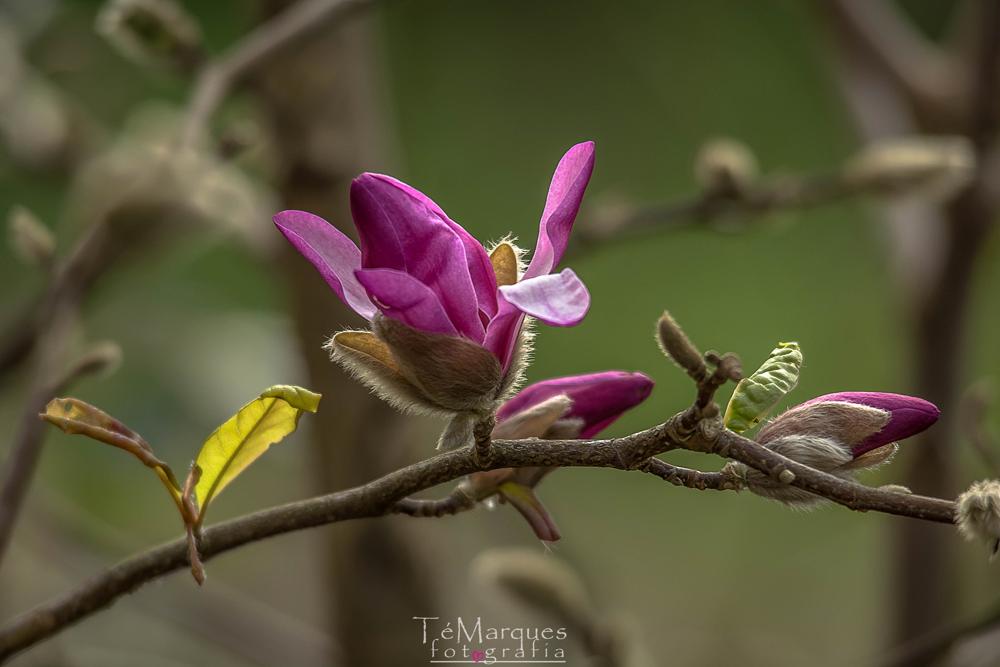 Sigma 150-500mm F5-6.3 DG OS HSM sample photo. Towards spring photography