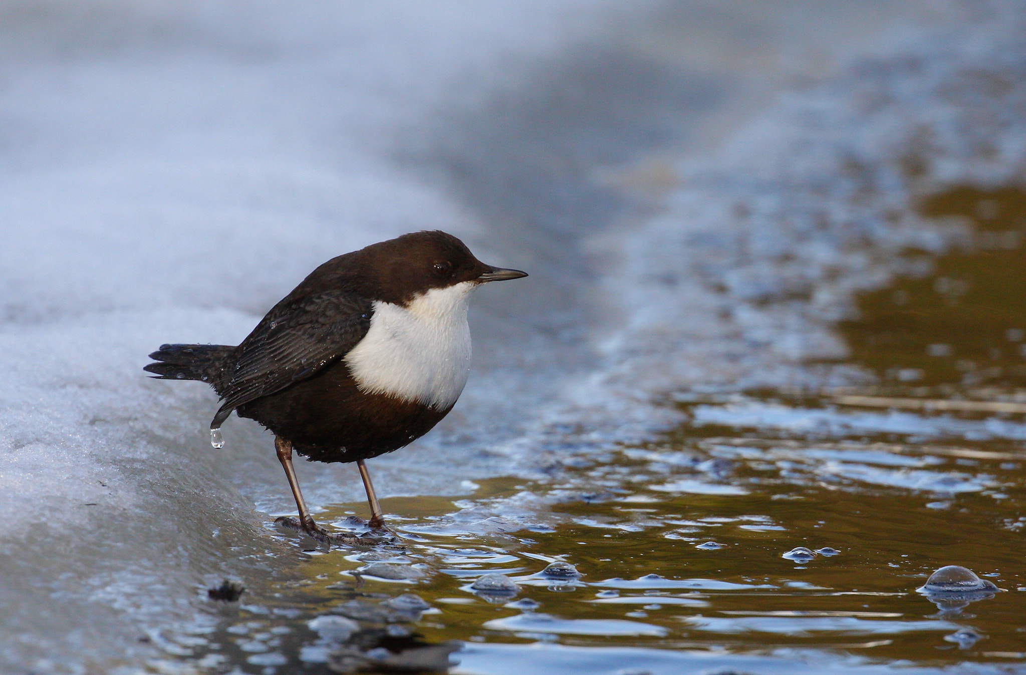 Canon EOS 50D + Canon EF 100-400mm F4.5-5.6L IS II USM sample photo. Dipper photography