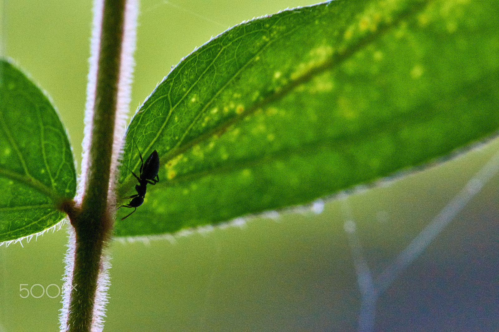 Sony SLT-A58 + Minolta AF 100mm F2.8 Macro [New] sample photo. Hello my little friend photography