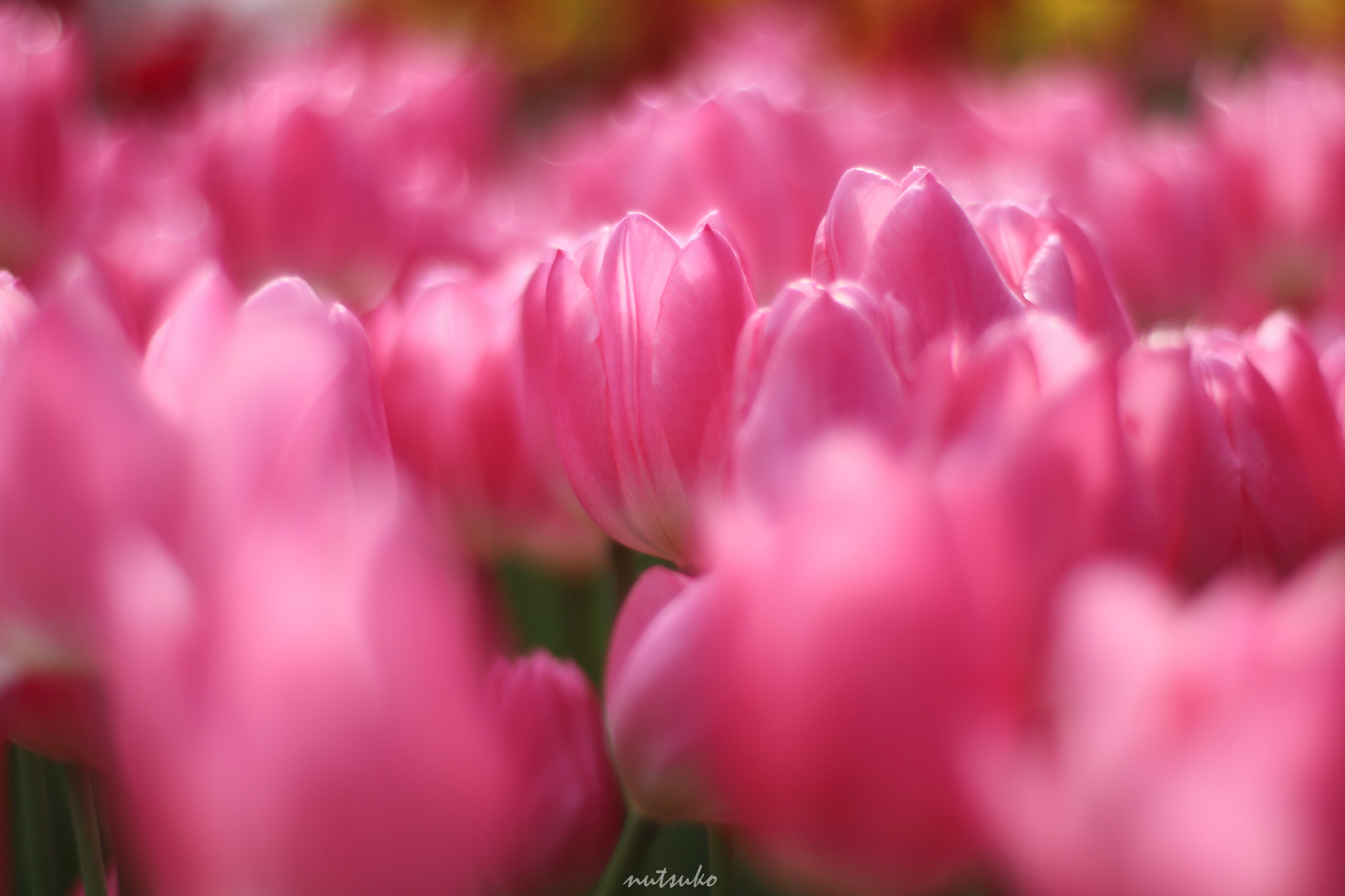 ZEISS Planar T* 50mm F1.4 sample photo. Winter tulips photography