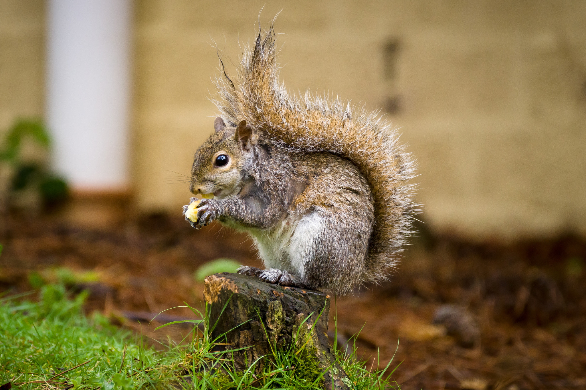 Sony 70-300mm F4.5-5.6 G SSM sample photo. Squirrel on a stump photography